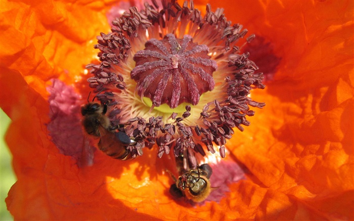 flor de laranjeira, pistilo, abelha Papéis de Parede, imagem
