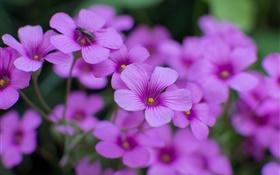 Oxalis, flores roxas, pétalas, fotografia macro HD Papéis de Parede