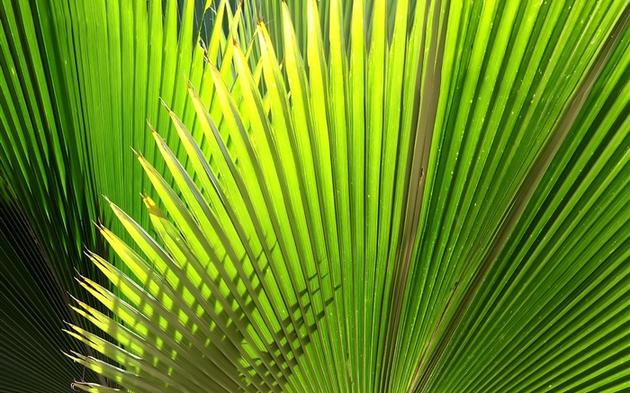 Palma, folhas em forma de leque Papéis de Parede, imagem