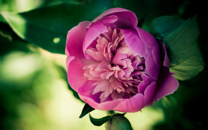 flor peônia cor de rosa close-up Papéis de Parede, imagem
