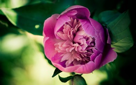 flor peônia cor de rosa close-up HD Papéis de Parede