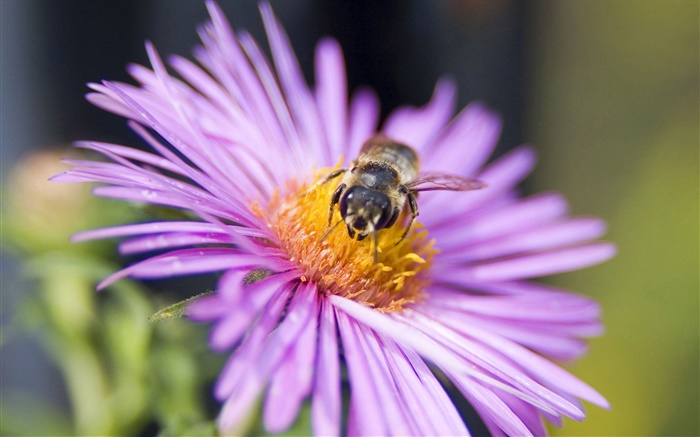 pétalas de rosa flor, abelha, inseto close-up Papéis de Parede, imagem