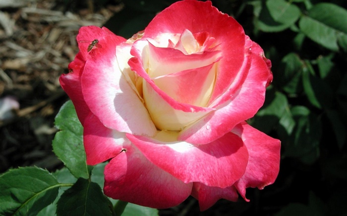 pétalas cor-de-rosa, flor close-up, orvalho Papéis de Parede, imagem