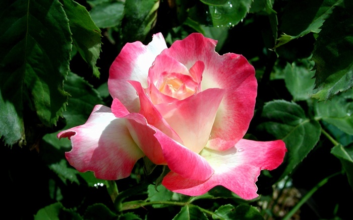 pétalas cor-de-rosa flor close-up, gotas da água Papéis de Parede, imagem