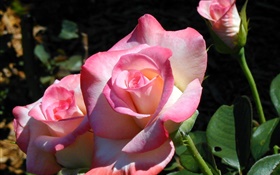 pétalas cor-de-rosa, flores, primavera HD Papéis de Parede