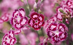 flores roxas cor de rosa, pétalas, bokeh HD Papéis de Parede
