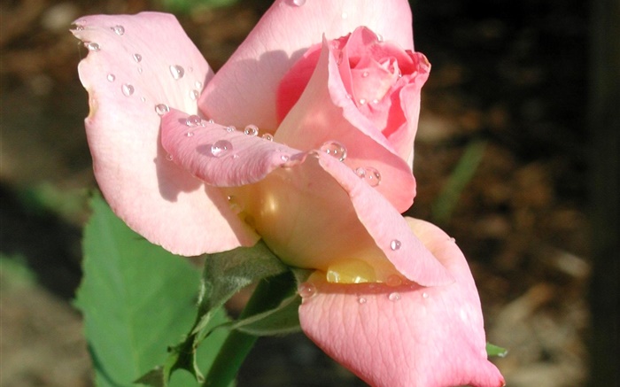 Rosa levantou-se flor close-up, orvalho Papéis de Parede, imagem
