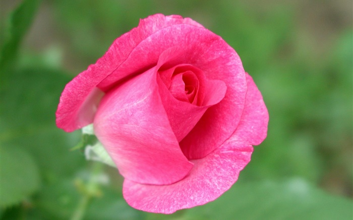 Rosa levantou-se flor close-up, fundo verde Papéis de Parede, imagem