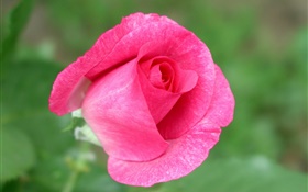 Rosa levantou-se flor close-up, fundo verde HD Papéis de Parede