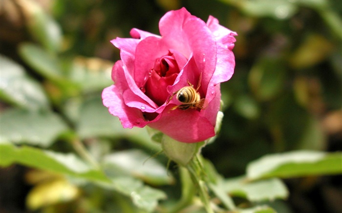 Rosa levantou-se flor, orvalho, abelha Papéis de Parede, imagem