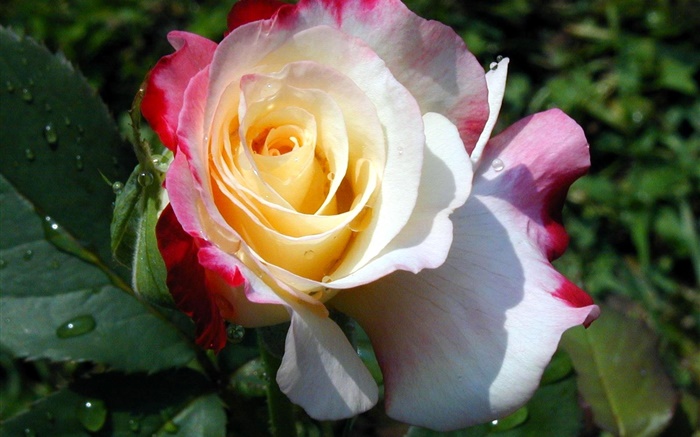 amarelo branco cor de rosa, pétalas de rosa, orvalho Papéis de Parede, imagem