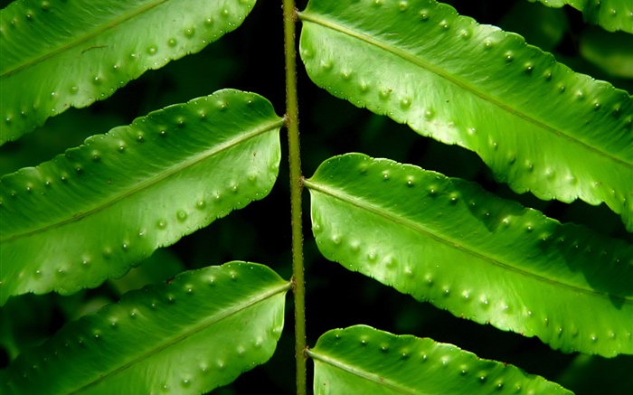 Plantas folhas verdes, close-up Papéis de Parede, imagem