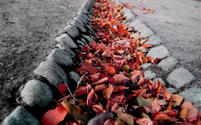 folhas vermelhas, terra, outono Papéis de Parede, imagem
