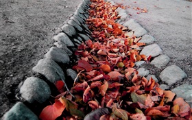 folhas vermelhas, terra, outono HD Papéis de Parede