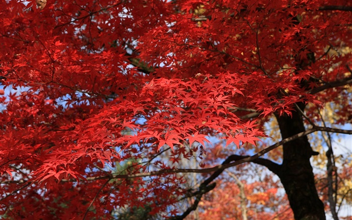folhas vermelhas, árvore de bordo, bonito do outono Papéis de Parede, imagem