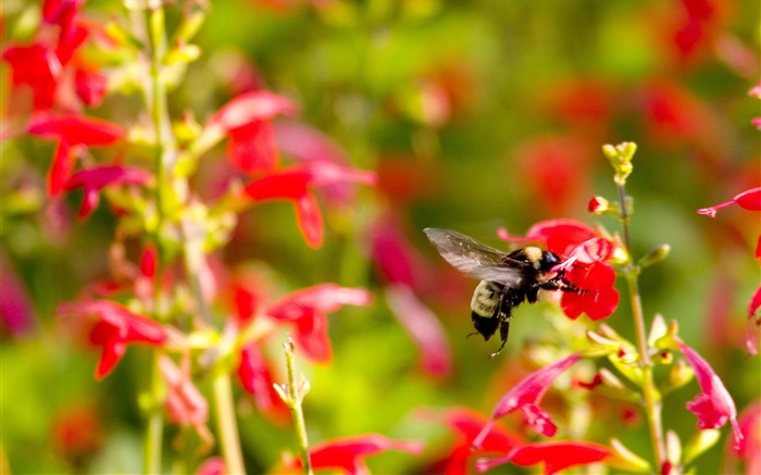 pequenas flores vermelhas, abelha inseto Papéis de Parede, imagem