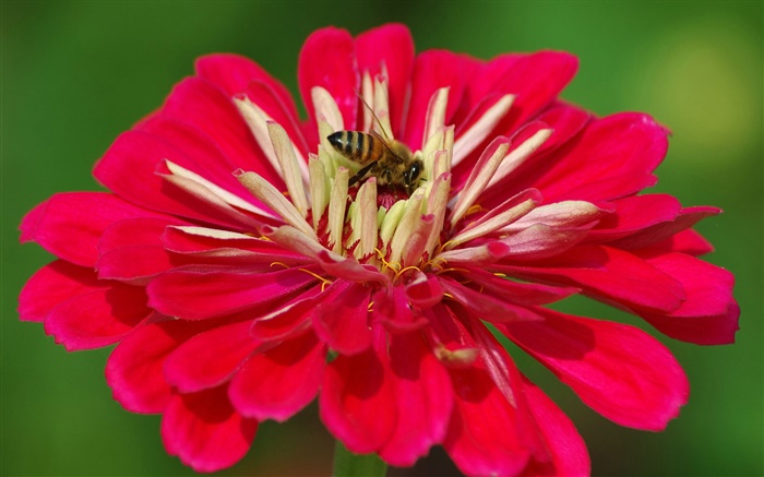 pétalas vermelhas flor, abelha, fundo verde Papéis de Parede, imagem