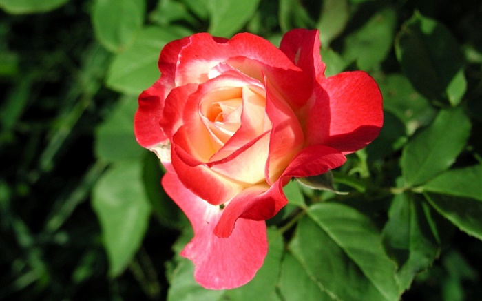 Flor rosa vermelha close-up, folhas Papéis de Parede, imagem