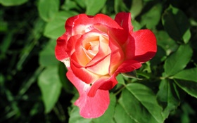 Flor rosa vermelha close-up, folhas