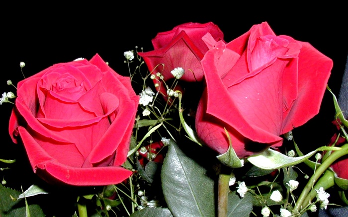 Rosa vermelha flores, buquê Papéis de Parede, imagem