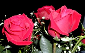 Rosa vermelha flores, buquê HD Papéis de Parede