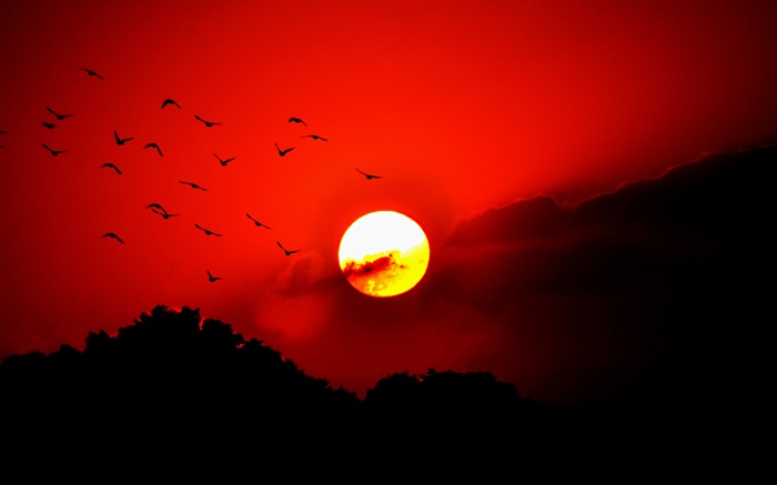 céu vermelho, nuvens, sol, brilho, pássaros, silhueta Papéis de Parede, imagem