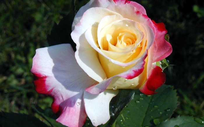Rose flower close-up, três cores pétalas, orvalho Papéis de Parede, imagem