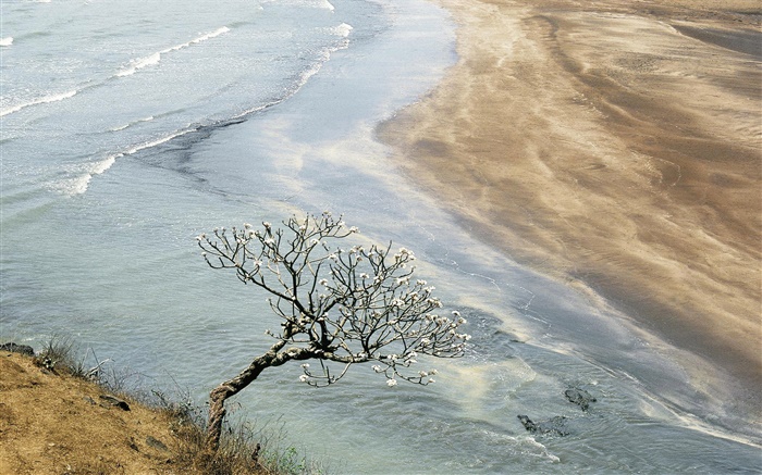 Mar, praia, costa, árvore Papéis de Parede, imagem