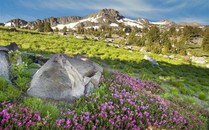Slope, montanhas, grama, flores, natureza Papéis de Parede, imagem