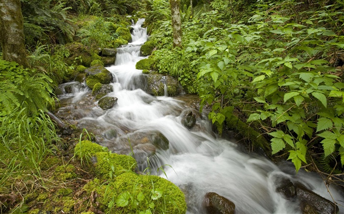 Spring Creek, arbusto, Oregon, EUA Papéis de Parede, imagem