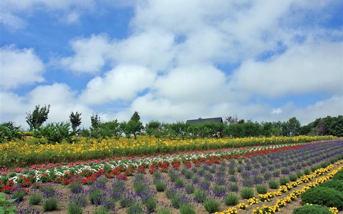 Campo de flor de verão, nuvem, Hokkaido, Japão Papéis de Parede, imagem