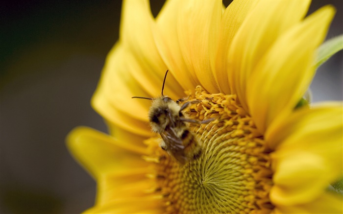 Girassol, abelha close-up Papéis de Parede, imagem