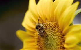 Girassol, abelha close-up HD Papéis de Parede