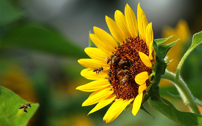 Girassol, abelha, inseto Papéis de Parede, imagem