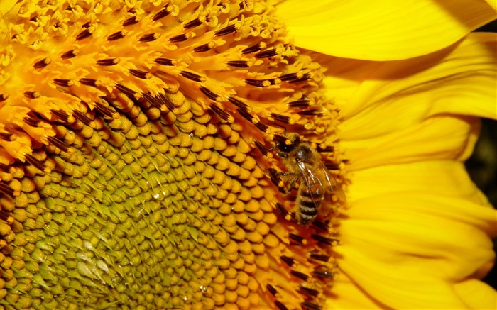 Girassol, pétalas amarelas, pistilo, abelha Papéis de Parede, imagem