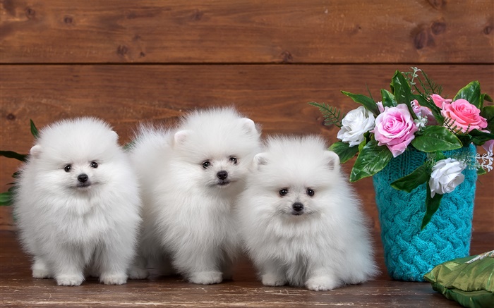 Três filhotes de cachorro branco, flores rosa Papéis de Parede, imagem