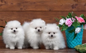 Três filhotes de cachorro branco, flores rosa HD Papéis de Parede