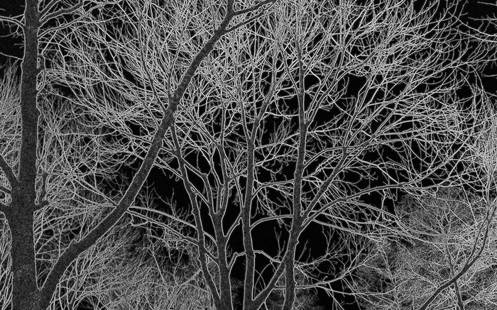 Árvores, preto e branco, design Papéis de Parede, imagem