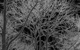 Árvores, preto e branco, design HD Papéis de Parede