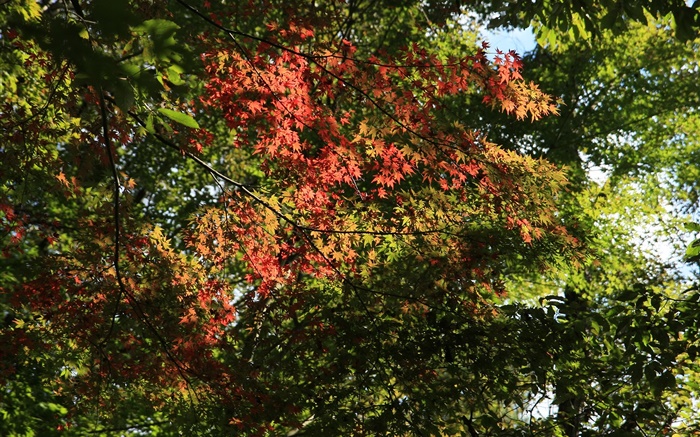 Árvores, folhas de bordo, verde e vermelho, luz solar, outono Papéis de Parede, imagem