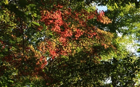 Árvores, folhas de bordo, verde e vermelho, luz solar, outono