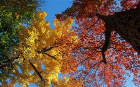 Árvores, folhas amarelas e vermelhas, outono