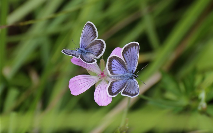 Duas borboletas, grama, flor, bokeh Papéis de Parede, imagem