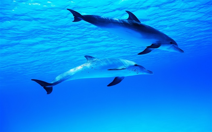 Dois golfinhos, subaquático, mar, oceano Papéis de Parede, imagem