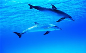 Dois golfinhos, subaquático, mar, oceano