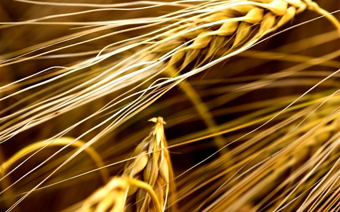 Wheat close-up Papéis de Parede, imagem