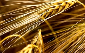 Wheat close-up HD Papéis de Parede