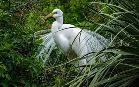 pássaro branco, garças, grama verde HD Papéis de Parede