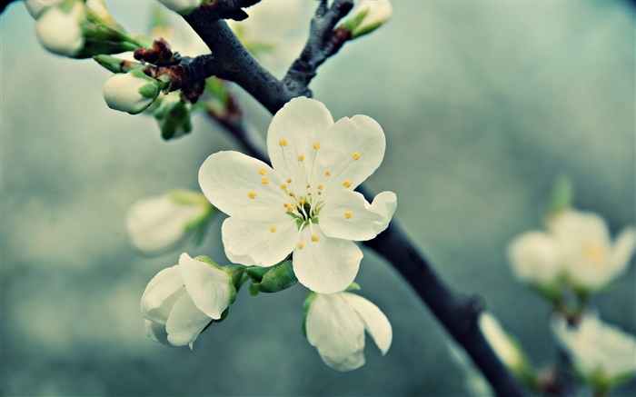 Flores brancas da cereja, pétalas, primavera Papéis de Parede, imagem