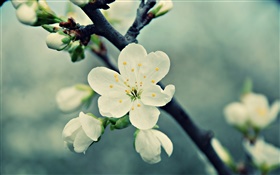 Flores brancas da cereja, pétalas, primavera HD Papéis de Parede